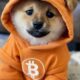 Bitcoin Meme Coin Protocol Runes See Little Traction Amid BTC Price Drop