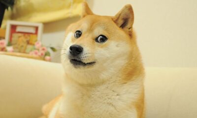 DOGE options worth $2 million purchased by trader