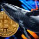 Big Bitcoin whale buys $395 million worth of BTC after recent price crash