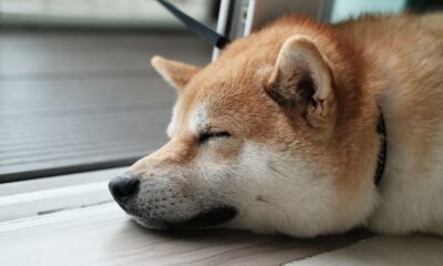 Dogecoin (DOGE) Prices Drop as Traders Bet Against Token, 'Memecoin Summer on Hold,' Some Say