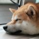 Dogecoin (DOGE) Prices Drop as Traders Bet Against Token, 'Memecoin Summer on Hold,' Some Say