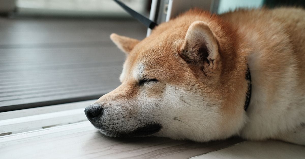 Dogecoin (DOGE) Prices Drop as Traders Bet Against Token, 'Memecoin Summer on Hold,' Some Say