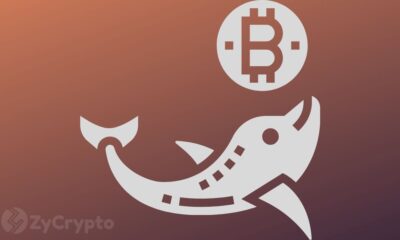 Whale Investments in Bitcoin Reached $100 Billion in 2024, Fueling Crazy Investor Optimism ⋆ ZyCrypto