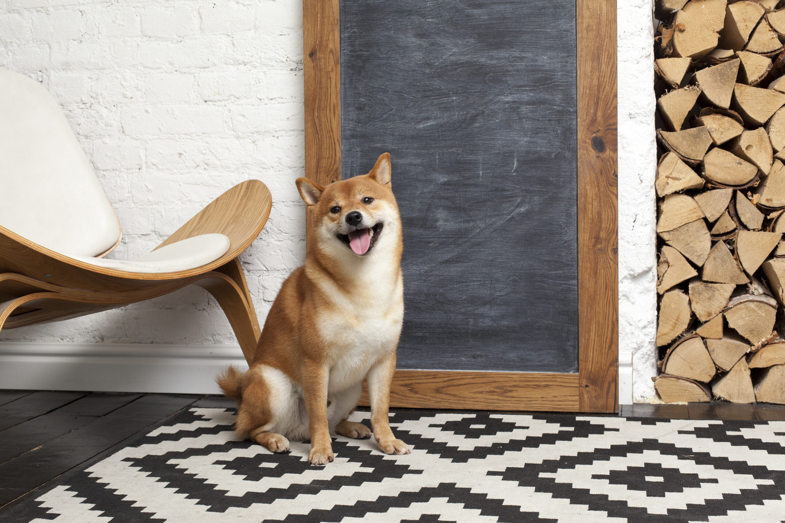 Shiba Inu Outperformed Bitcoin in H1 2024, But Can It Reach $1?