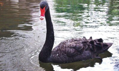 The Black Swan Risk in Cryptocurrency Markets