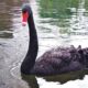 The Black Swan Risk in Cryptocurrency Markets