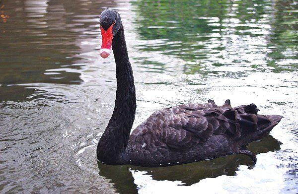 The Black Swan Risk in Cryptocurrency Markets